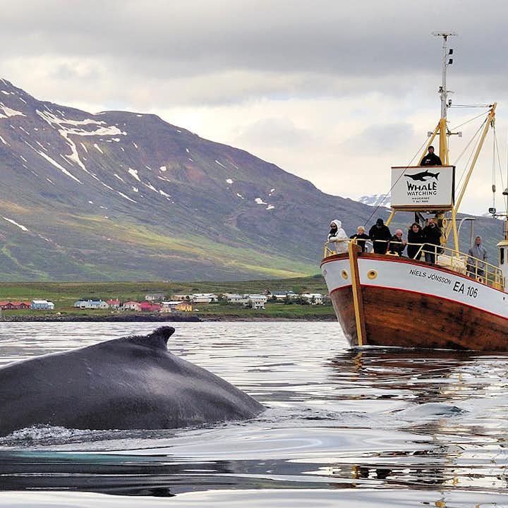 Hauganes-whale.jpg