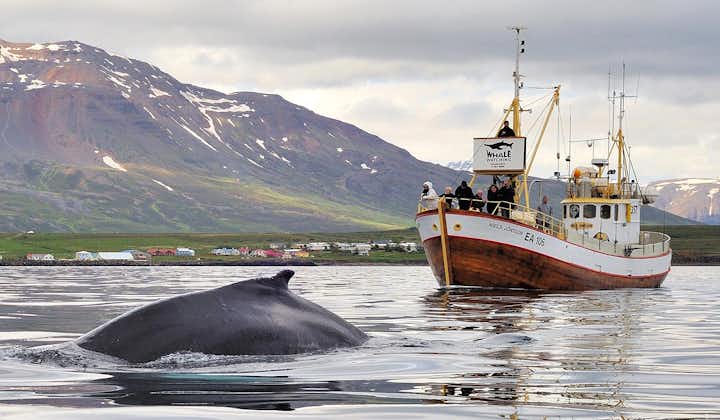 놓치고 싶지 않은 2시간의 고래관측 및 바다낚시 보트 투어 - 북부 아이슬란드 하우가네스 출발