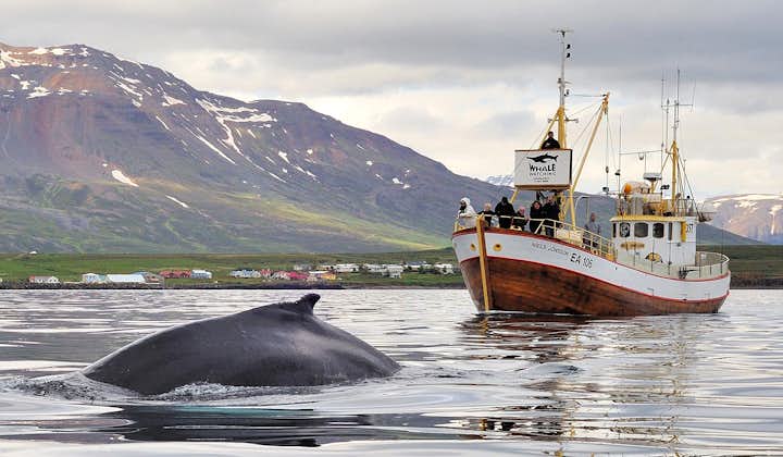고래관측 및 바닷낚시 투어| 북부 아이슬란드 하우가네스