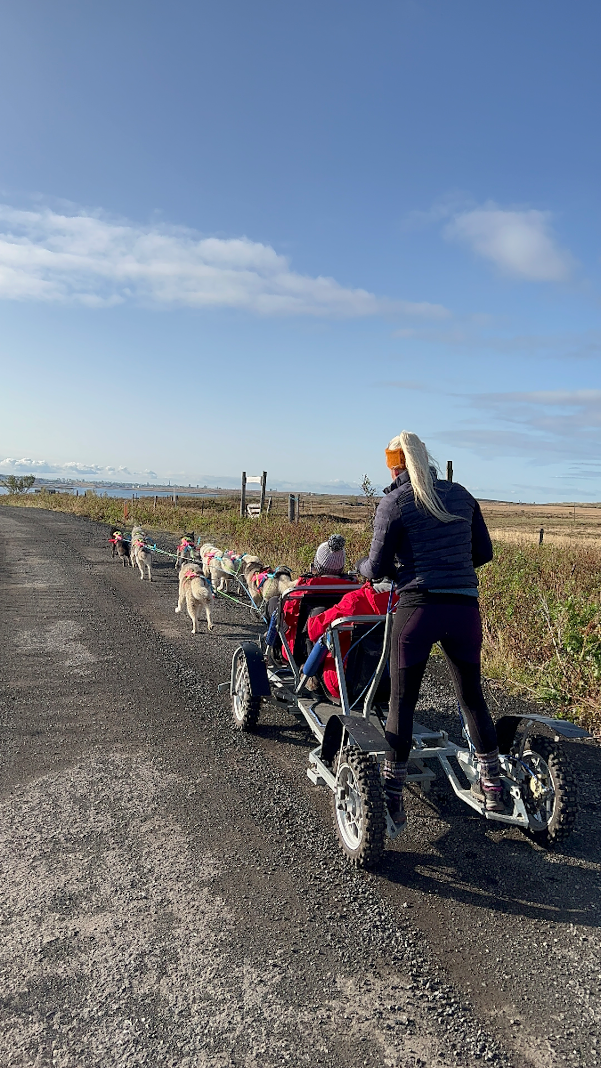 Thrilling 1-Hour Cart Racing Tour with Siberian Huskies Near Reykjavik ...