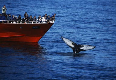 ホエールウォッチング船はレーダー探知機も使ってクジラがいる場所を目指す