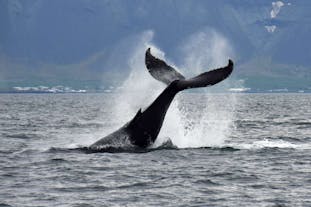 A whale leaps under the water on a whale watching boat tour in Iceland.