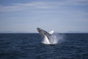 A whale jumps out of the water of Faxafloi bay.