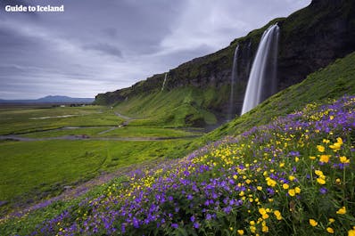Seljalandsfoss, one of the jewels of the South Coast, is made all the more beautiful in the bright summer months.