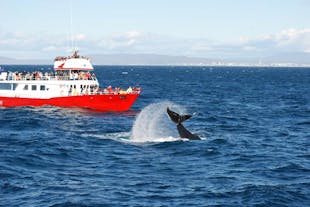 Ogromny ogon wieloryba, sfotografowany w trakcie rejsu.