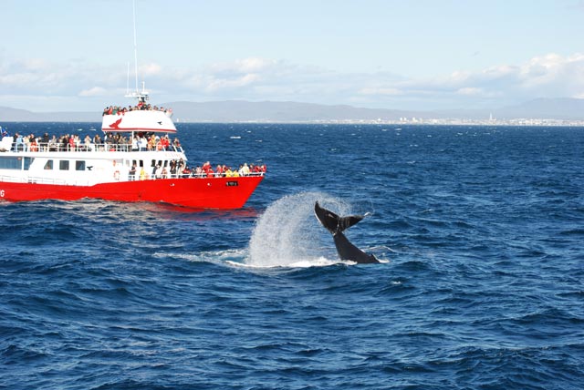 Une baleine à bosse claquant sa grande queue à la surface de l'eau.