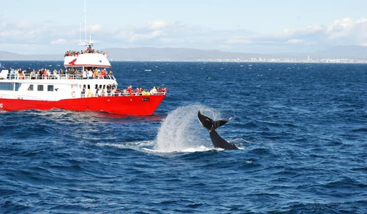 Une baleine à bosse claquant sa grande queue à la surface de l'eau.