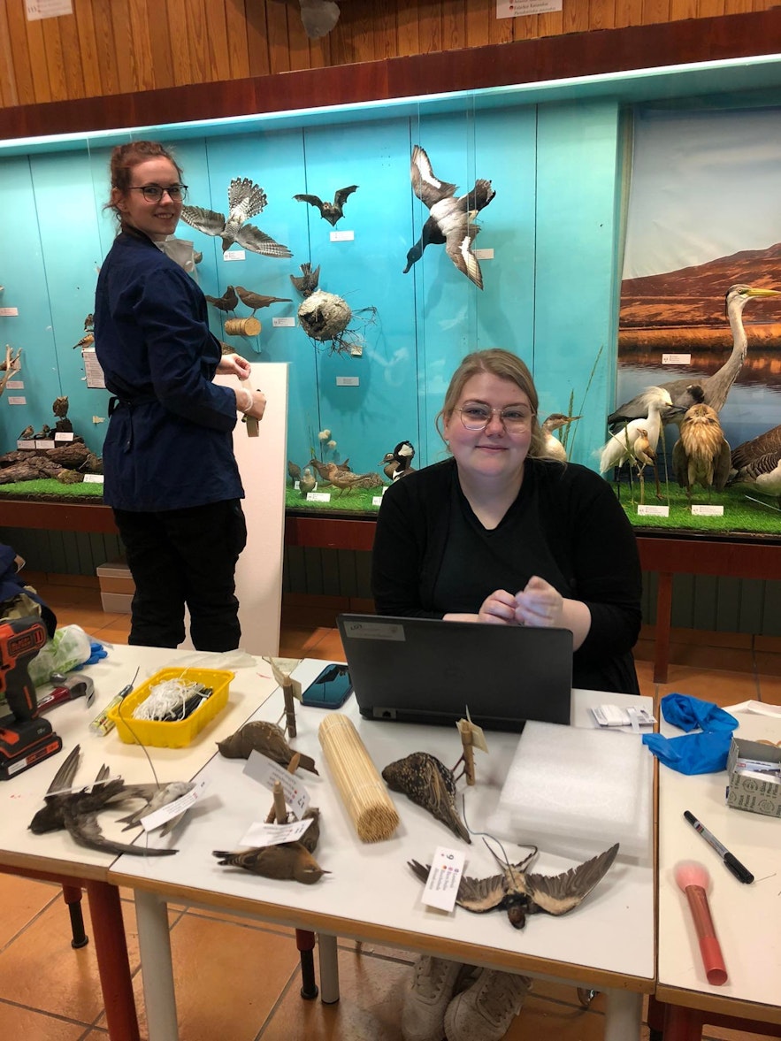 The Sagnheimar Folk Museum has a remarkable bird collection, including rare puffin specimens caught and meticulously preserved by Olafur Tryggvason.