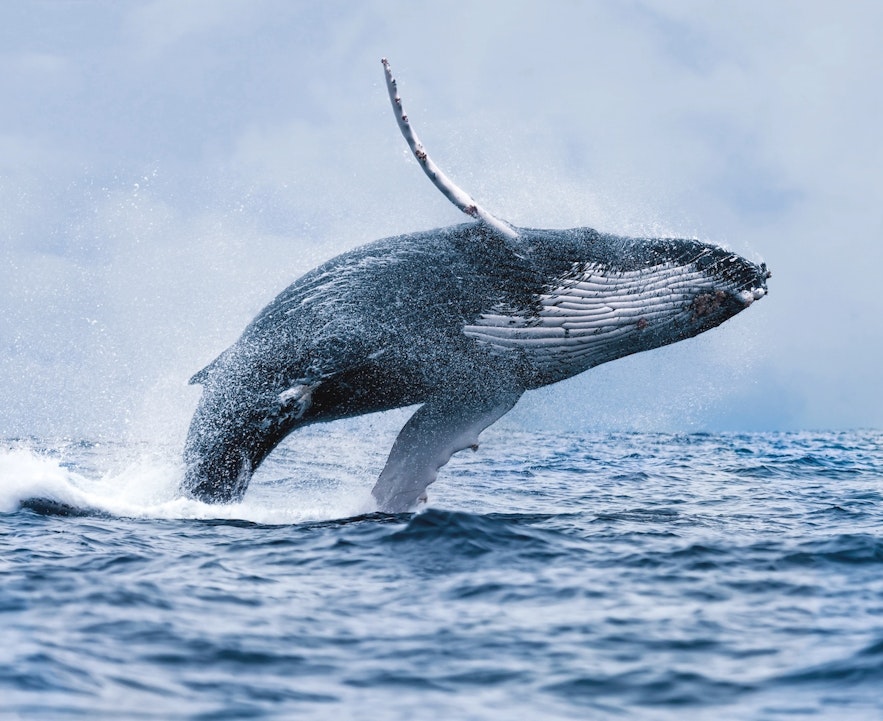 observation baleine islande