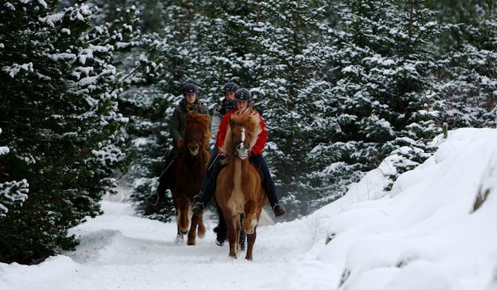 In winter, this Icelandic horse riding tour has an alpine feel with the pine trees and snow.