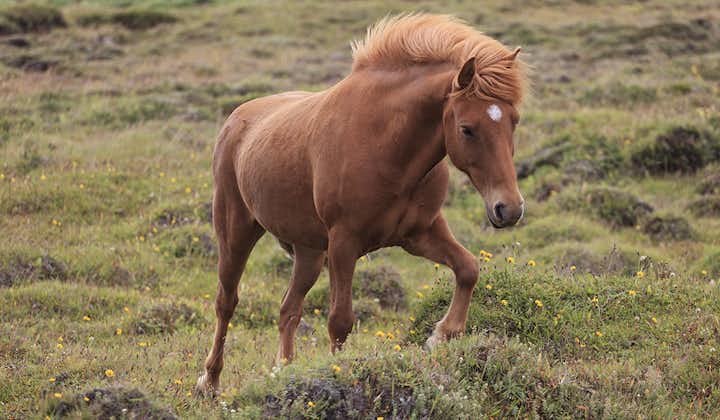 Icelandic horses are perfectly adapted for the harsh conditions of Iceland's weather and terrain.