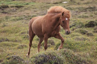 Icelandic horses are perfectly adapted for the harsh conditions of Iceland's weather and terrain.