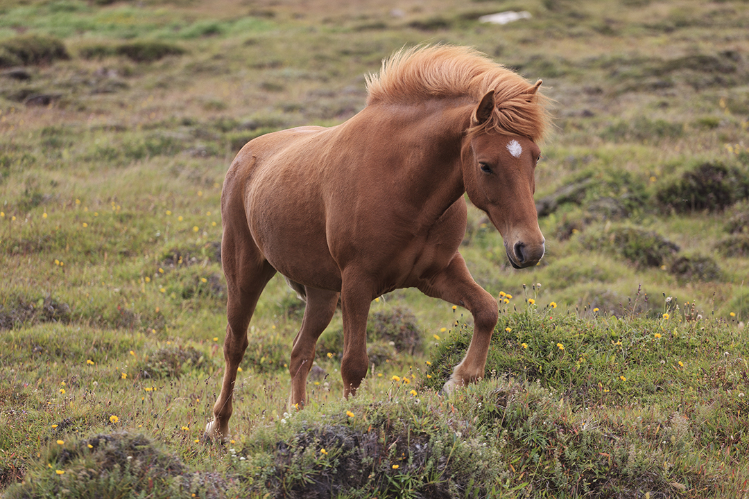 IJslandse paarden zijn bijzonder geschikt voor de barre weersomstandigheden en het terrein van IJsland.