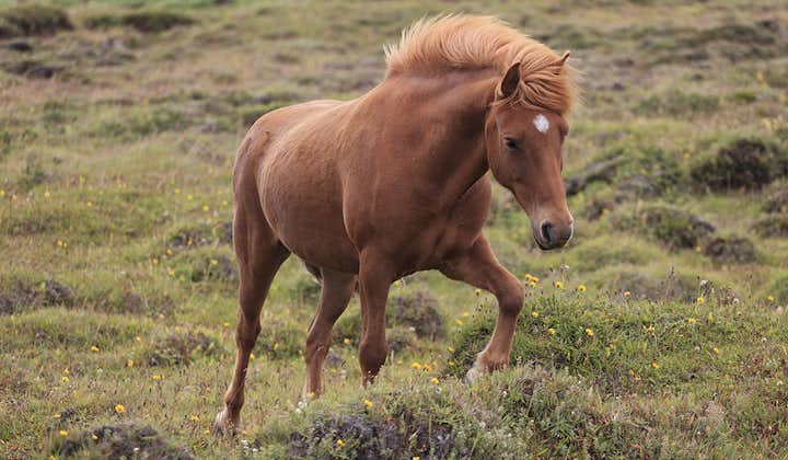 Исландские лошадки отлично приспособились к суровым условиям жизни на острове.