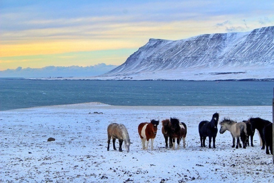 Horses in Hvalfjordur (Whale Fjord) during wintertime in Iceland