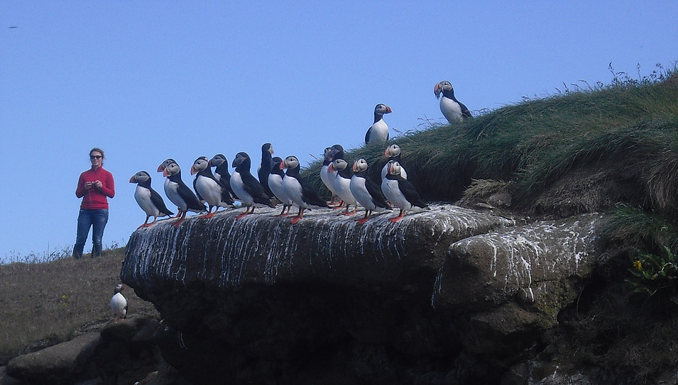 drangey island puffin tour