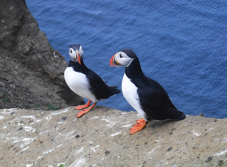 drangey island puffin tour