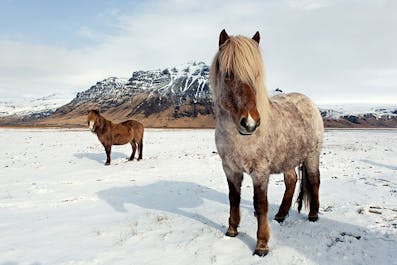 Enjoy the Icelandic horses throughout the year, which are not fazed by the winter snows.