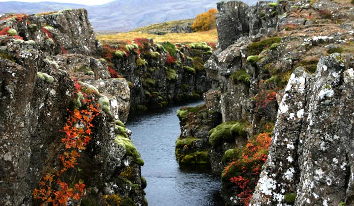 Parc national de Thingvellir, a une oasis de couleur durant les mois d'été.