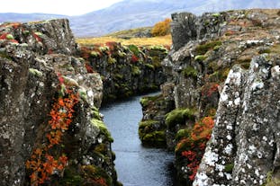 Parc national de Thingvellir, a une oasis de couleur durant les mois d'été.
