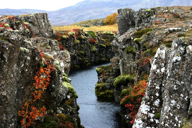 Þingvellir National Park becomes an oasis of colour in the summer months.