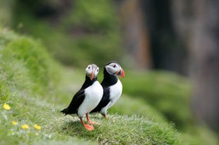 Puffins mate for life, so are usually seen as an adorable couple when on land.