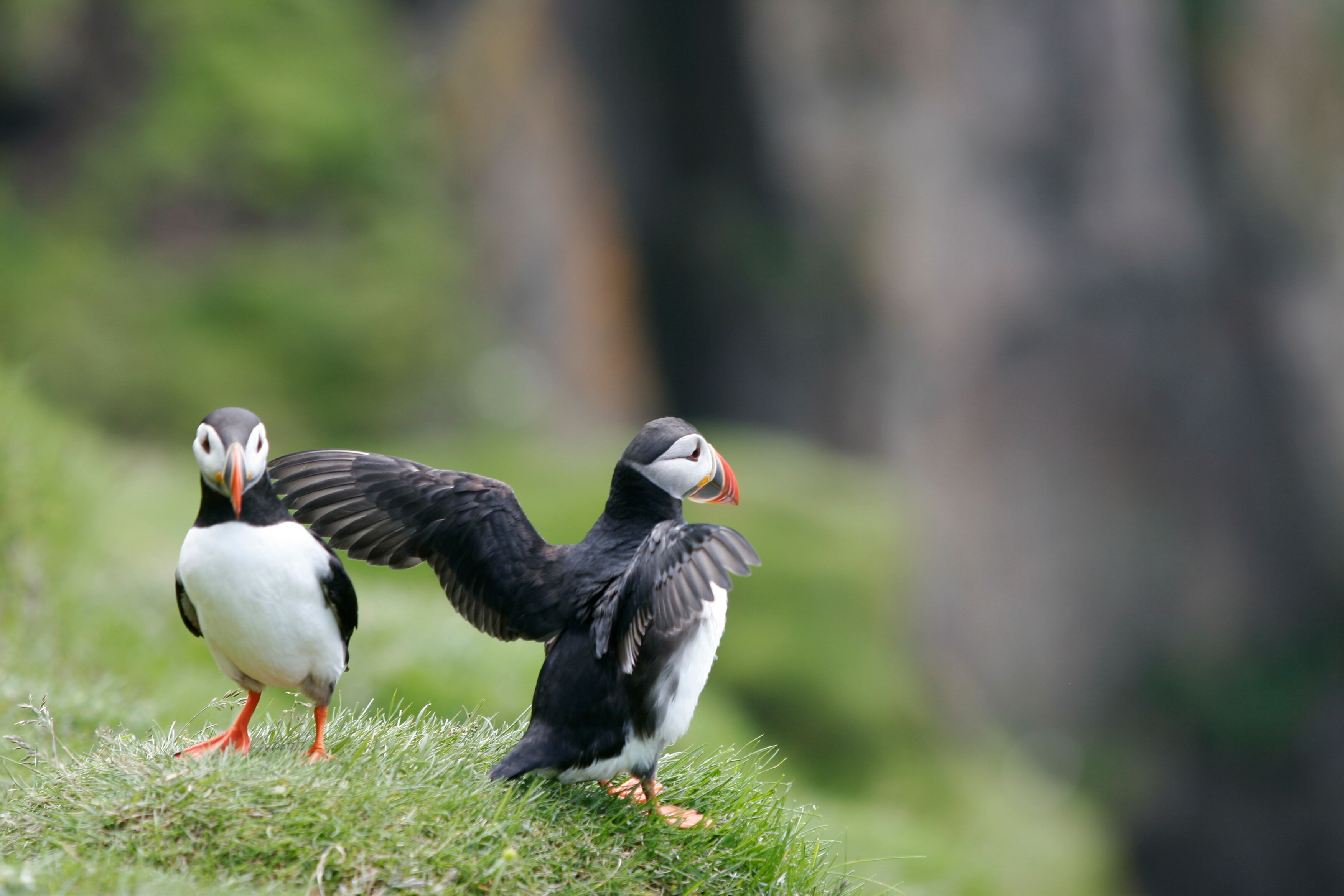 Puffin And Bird Watching From Reykjavíks Old Harbour