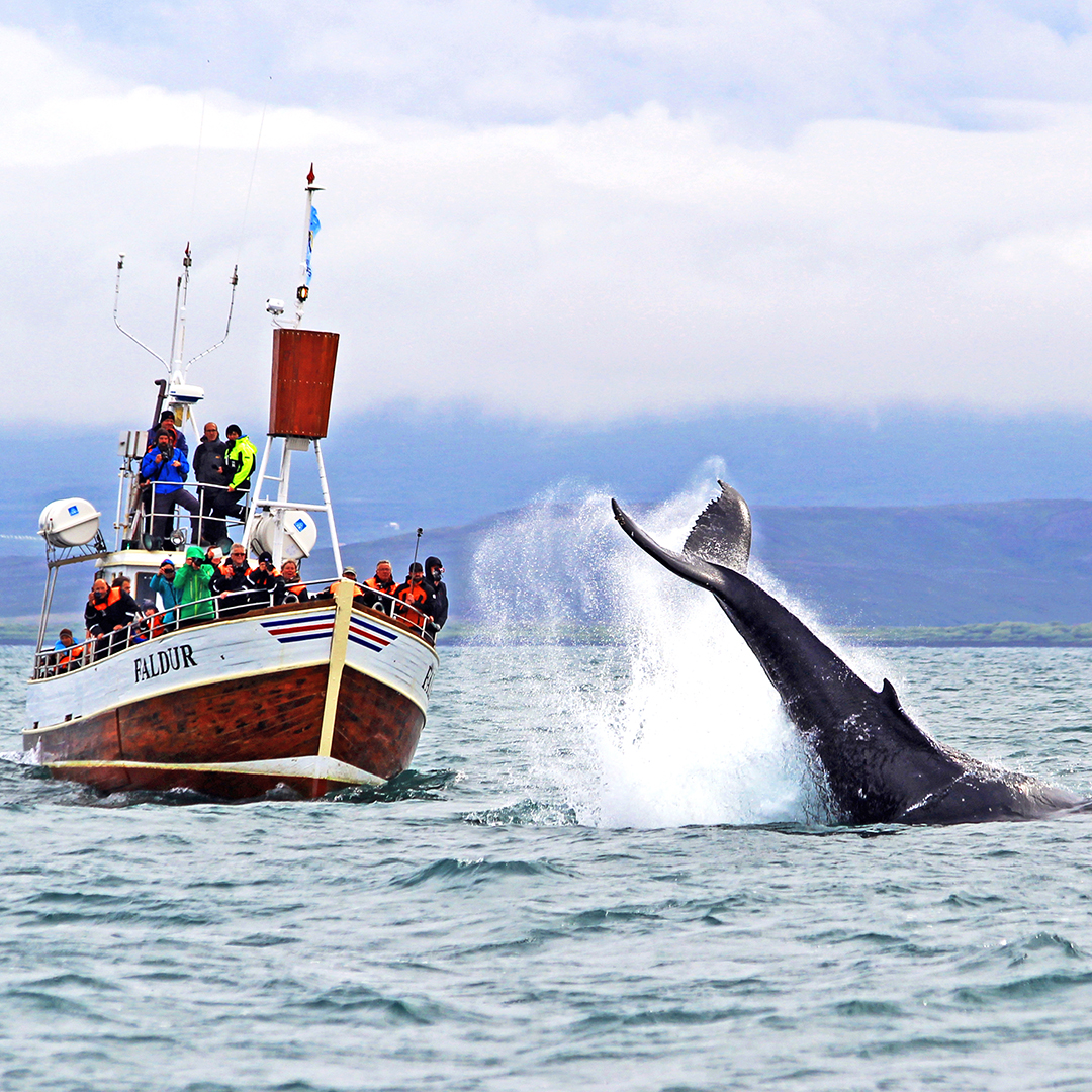 Если поблизости замечен горбатый кит, сухими из воды не выйти!
