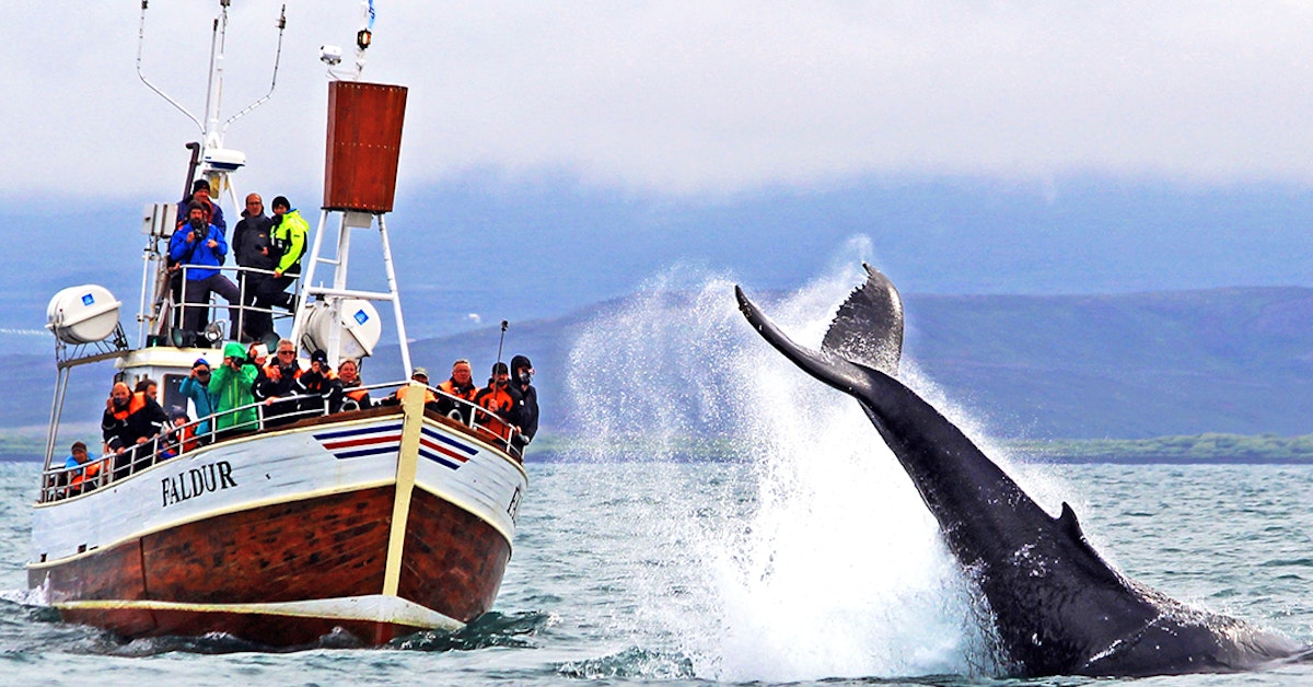 The Best Guide to Whale Watching in Iceland | Guide to Iceland