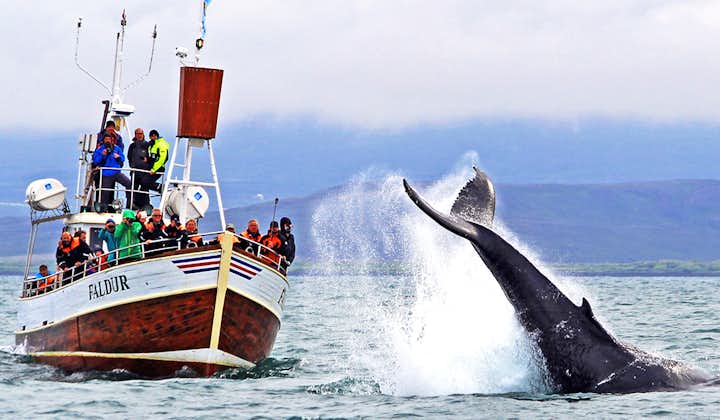 Traditionelles Whale Watching in Husavik