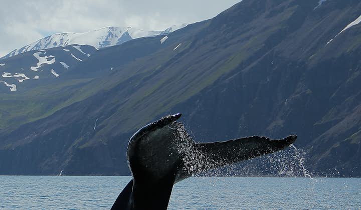 Nurkujący wieloryb w zatoce Skjálfandi.