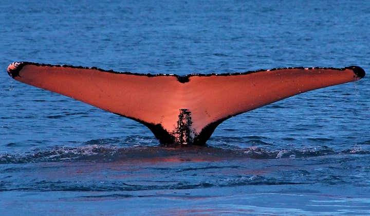 A Humpback diving in the midnight sun