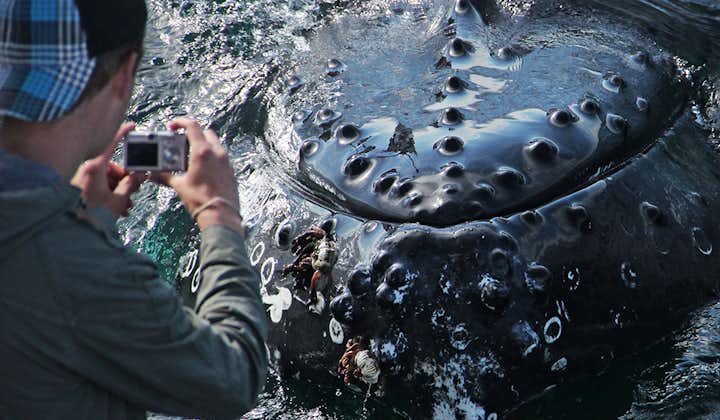Cette excursion vous permet de vous approcher au plus près des baleines à Skjálfandi.