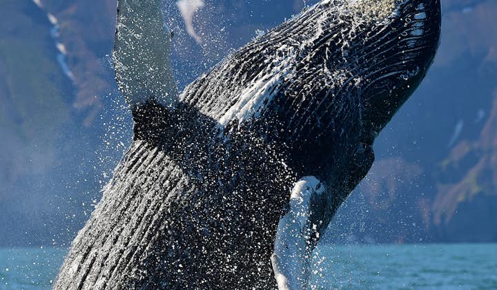 ทิวทัศน์ของน้ำกระจายของวาฬหลังค่อมช่างเกินจินตนาการ