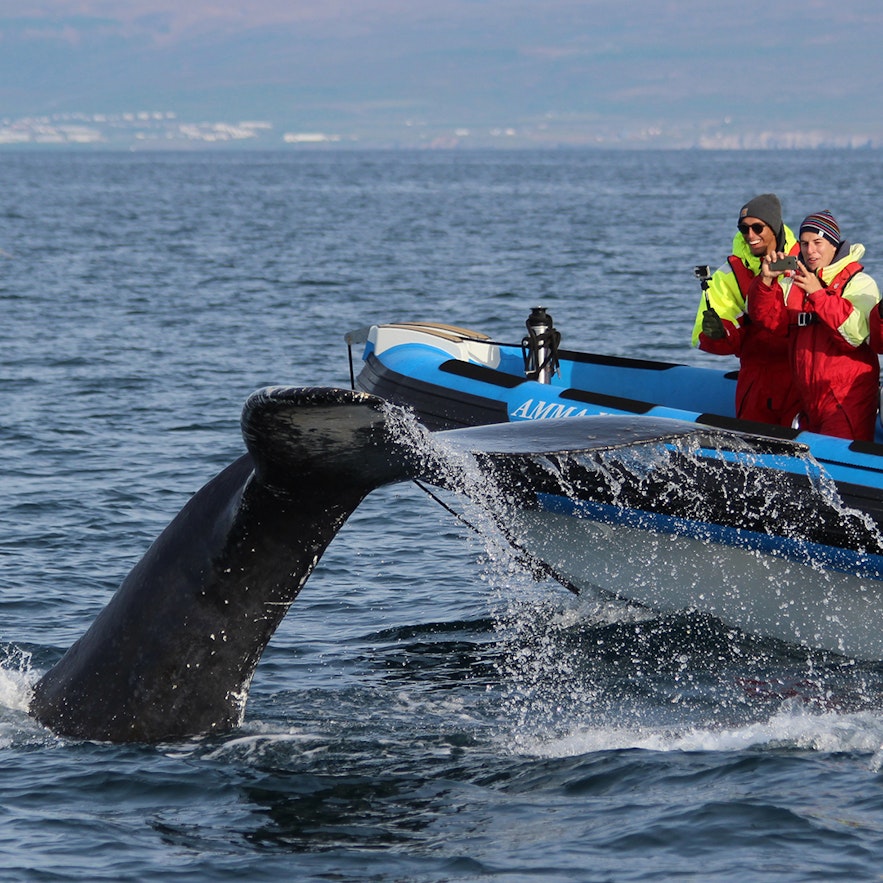 坐快艇观鲸可以更好的和鲸鱼亲密接触