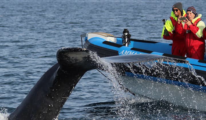 Spektakularny 2,5-godzinny rejs łodzią RIB z obserwacją wielorybów i maskonurów z transferem z Husaviku