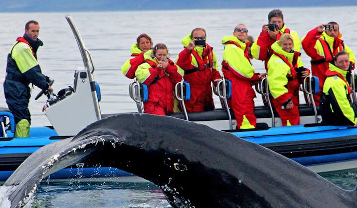 Горбатый кит показывает свои трюки удивленным зрителям