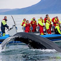 Potężny ogon wieloryba wyłaniający się w trakcie rejsu z Husaviku.