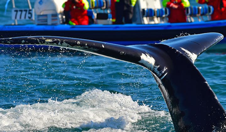 En verano, los avistamientos de ballenas de Húsavík a menudo tienen tasas de éxito del 100%.
