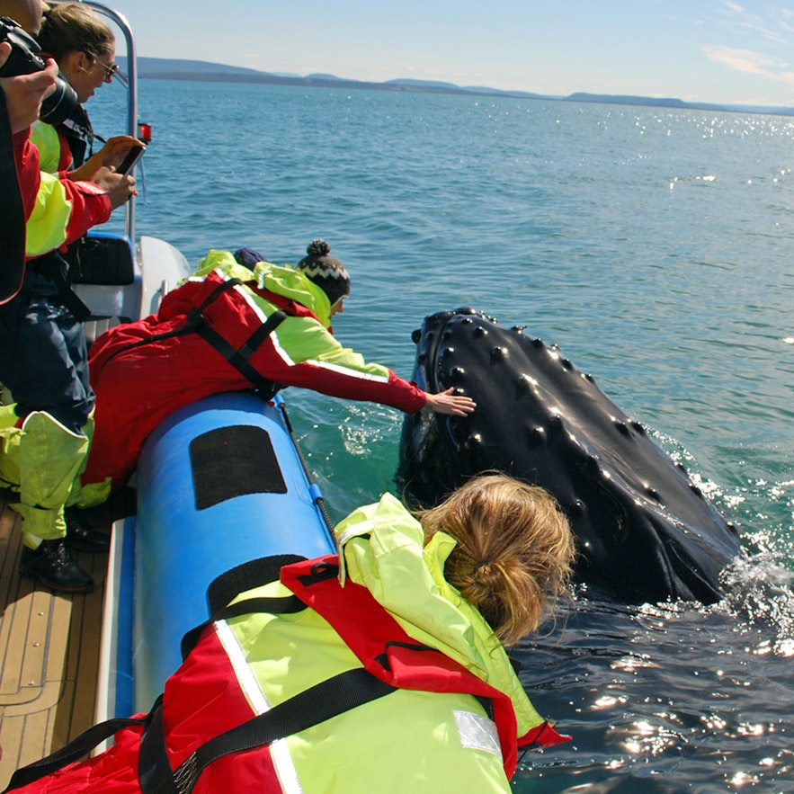 在冰岛坐快艇观鲸，亲手摸到了鲸鱼