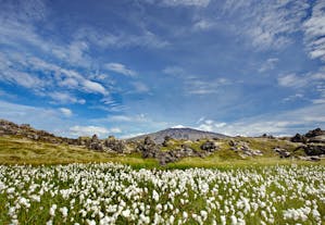 The Snæfellsnes Peninsula in summer has many fields of diverse wildflowers.