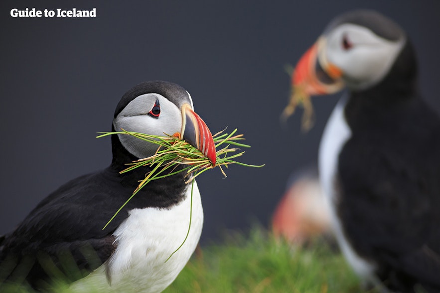 Atlantic puffins in Iceland