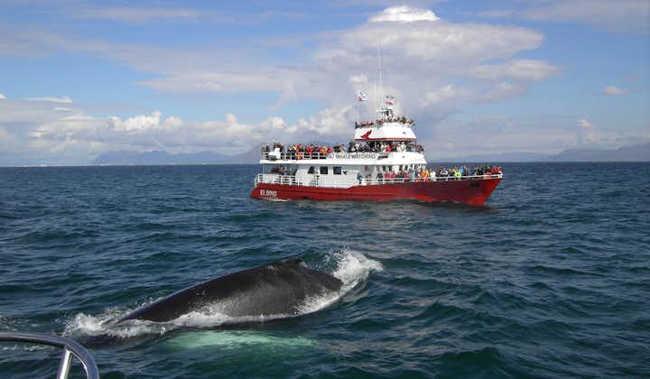 There are over 20 different species of whale living in the waters around Iceland.