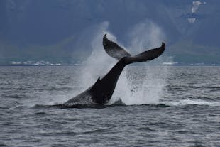 See Iceland's largest residents on a whale watching tour.