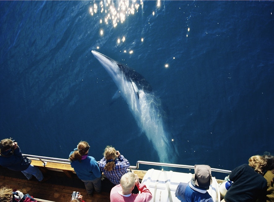 L'observation de baleines est possible au large de Reykjavik