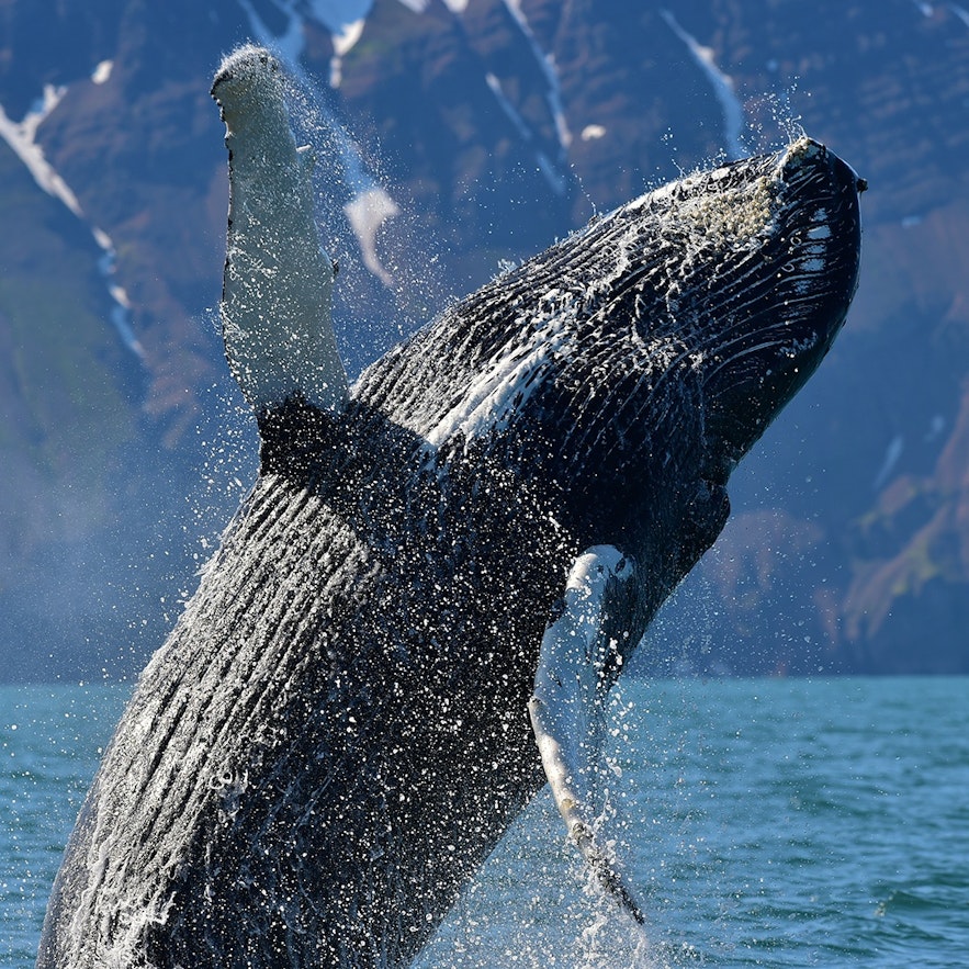 Une baleine faisant une acrobatie dans les eaux islandaises