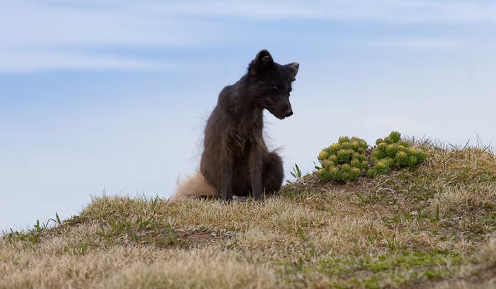 Arctic Foxes are elusive but unafraid of people in Hornstrandir in the Westfjords.