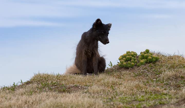 野生北极狐狸行踪难以捉摸，但却不怕造访冰岛西峡湾豪斯川迪尔自然保护区Hornstrandir的游人