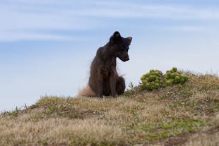 野生北极狐狸行踪难以捉摸，但却不怕造访冰岛西峡湾豪斯川迪尔自然保护区Hornstrandir的游人