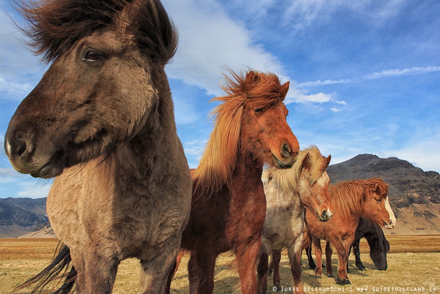 Stadko islandzkich koni relaksuje się w słońcu.